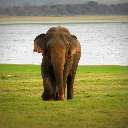 Mahoora Tented Safari Camp Удавалаве Екстер'єр фото