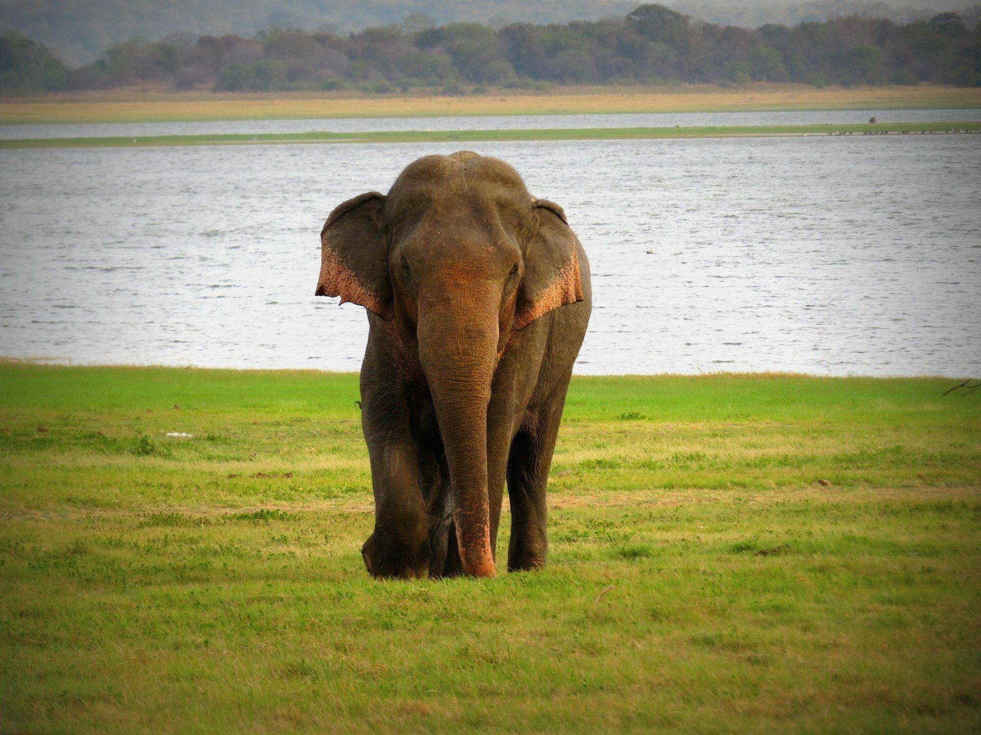 Mahoora Tented Safari Camp Удавалаве Екстер'єр фото