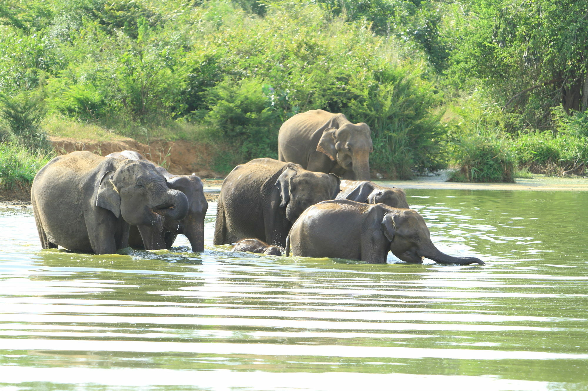 Mahoora Tented Safari Camp Удавалаве Екстер'єр фото