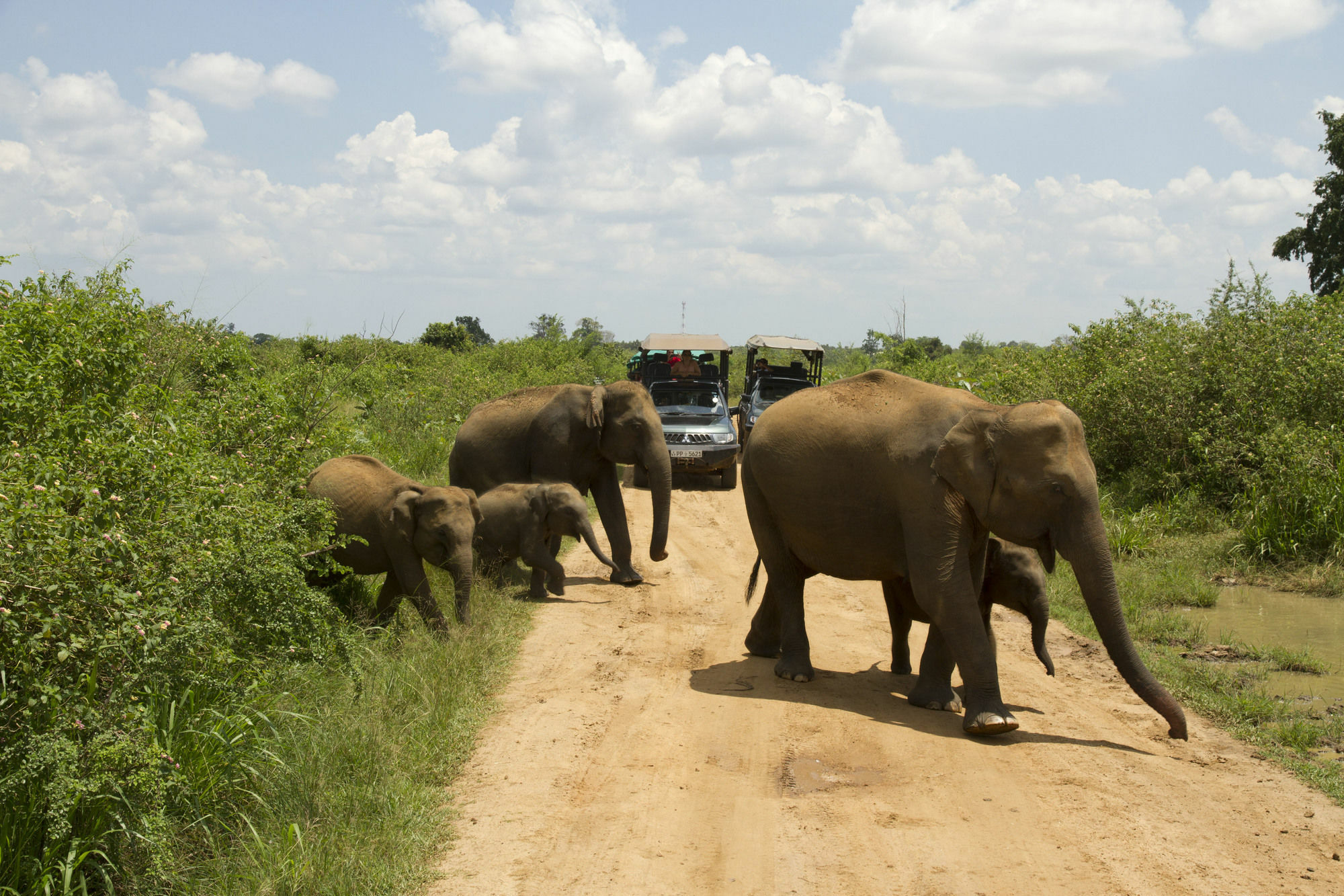 Mahoora Tented Safari Camp Удавалаве Екстер'єр фото