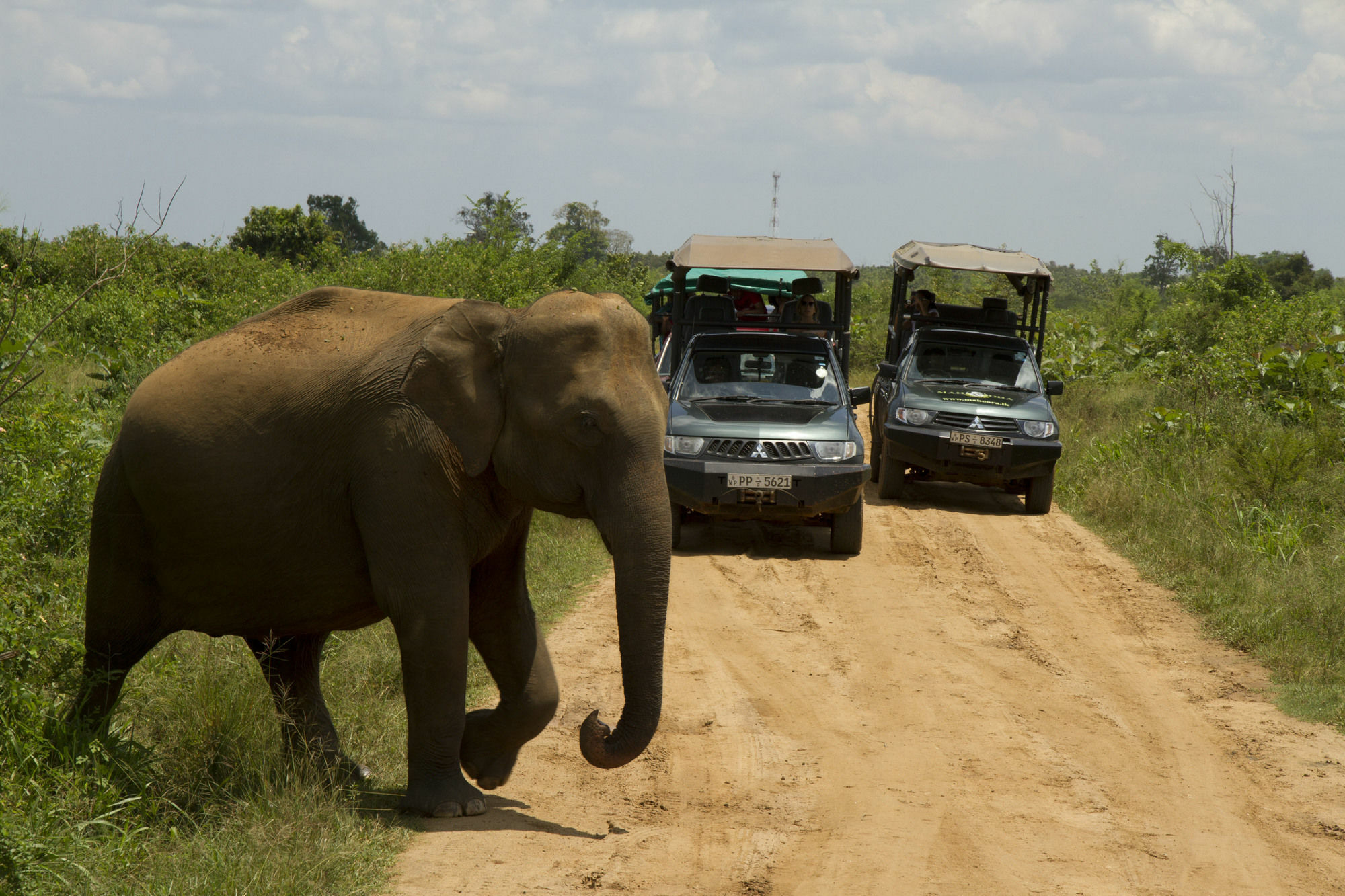 Mahoora Tented Safari Camp Удавалаве Екстер'єр фото